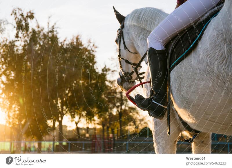 Unterer Teil eines jugendlichen Mädchens reitet weißes Pferd auf der Ranch bei Sonnenuntergang Farbaufnahme Farbe Farbfoto Farbphoto Pferde Equus caballus