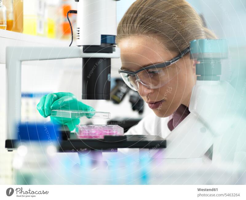 Zellforschung, Wissenschaftler, der eine Multi-Well-Platte unter das Mikroskop legt, um Zellen im Labor zu untersuchen Labore Experiment experimentieren