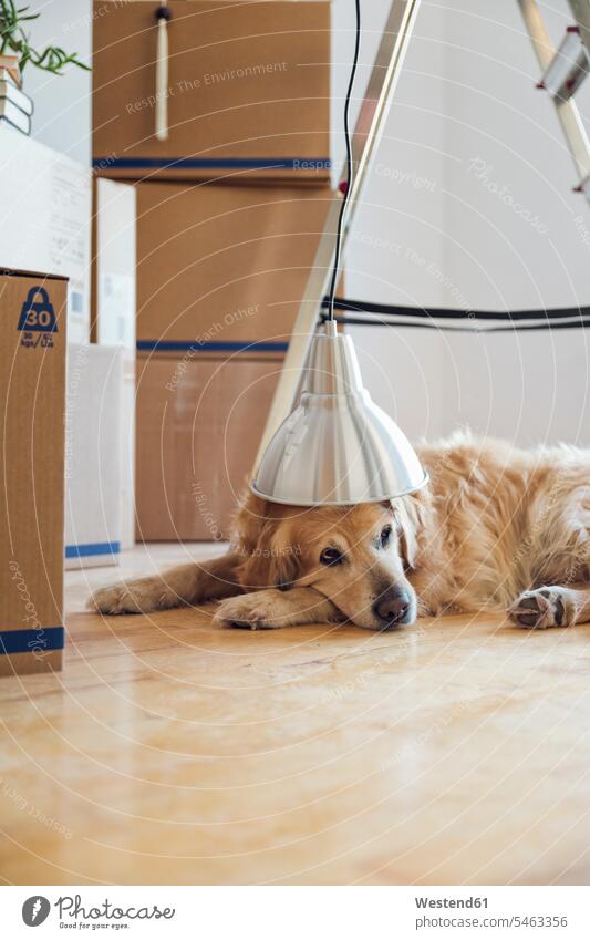 Hund unter Lampenschirm auf dem Boden liegend vor Pappkartons in einem leeren Raum in einem neuen Heim Tiere Tierwelt 1 eins einzeln Einzelnes Tier Boeden Böden
