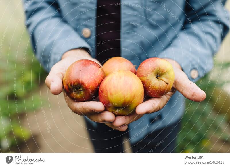 Nahaufnahme eines Mannes mit Bio-Äpfeln Hemden stehend steht auf dem Land auf dem Lande Erfolge erfolgreich Essen Essen und Trinken Food Lebensmittel