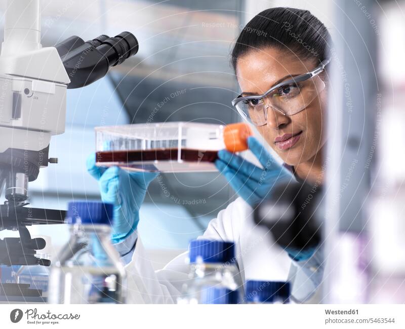 Biomedizinische Forschung, Wissenschaftlerin betrachtet Stammzellen, die sich in einem Kulturgefäß während eines Experiments im Labor entwickeln experimentieren