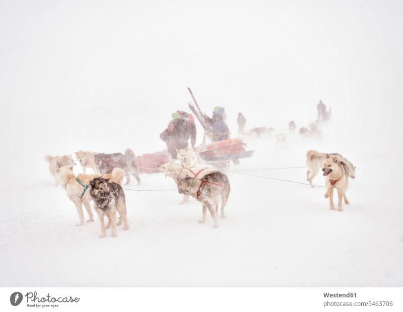 Grönland, Skitourengeher und Huskies Schneesturm Schneestürme Schneestuerme Tourenski Husky Huskys Schlittenhund Schlittenhunde schneien Schneefall