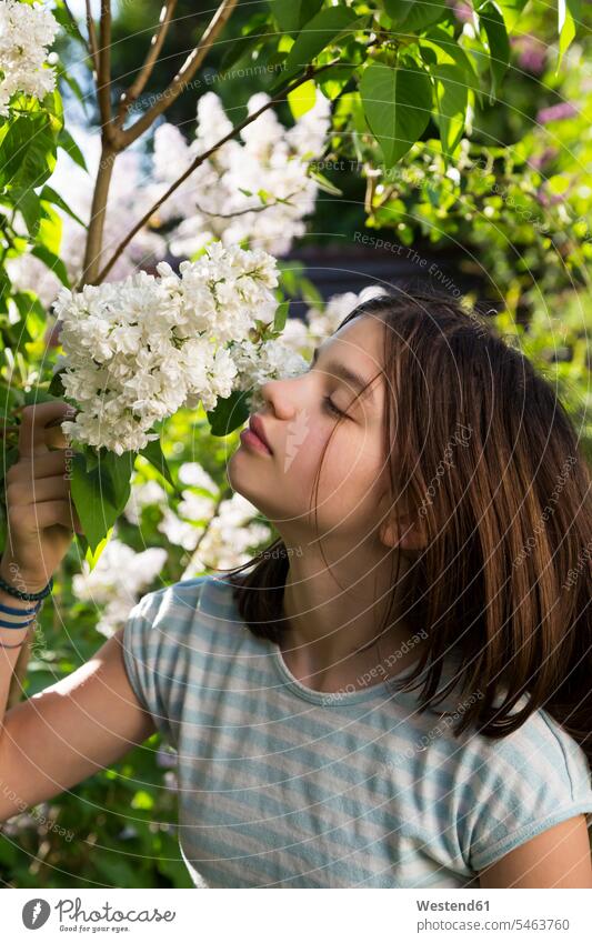 Porträt eines Mädchens, das an der Blüte von weißem Flieder riecht Portrait Porträts Portraits Blüten blühen Syringa riechen weiblich Pflanze Pflanzenwelt Flora