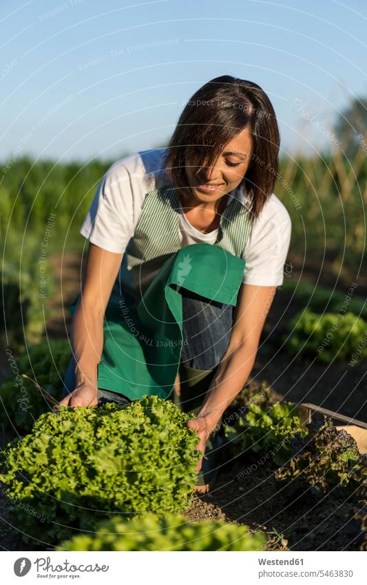 Frau arbeitet in ihrem Gemüsegarten Schuhe Arbeit ernten Gartenarbeit Gartenbau entwickeln Entwicklungen Wachstum Flora Pflanzen Pflanzenwelt Essen