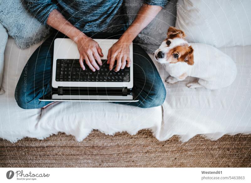 Mann arbeitet am Laptop, während er neben dem Hund auf dem Sofa zu Hause sitzt Farbaufnahme Farbe Farbfoto Farbphoto Innenaufnahme Innenaufnahmen innen drinnen