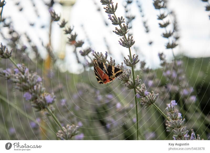 Russischer Bär in den Weinbergen des Ahrtals russischer bär Natur Landschaft im Freien Europa butterfly schmetterling flieder blühen farbe flora blume