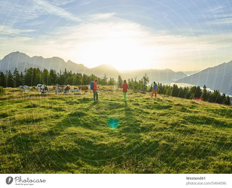 Österreich, Tirol, Mieminger Plateau, Wanderer auf Almwiese mit Kühen bei Sonnenaufgang Wiese Wiesen Bergwiese Bergwiesen Sonnenaufgänge Kuh Kuehe wandern