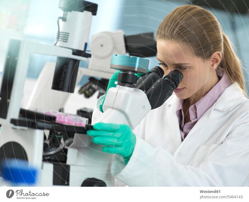 Zellforschung, Wissenschaftler betrachtet Zellen in einer Multiwellplatte unter dem Mikroskop im Labor Zellkultur Zellkulturen Labore Laborantin Laborantinnen
