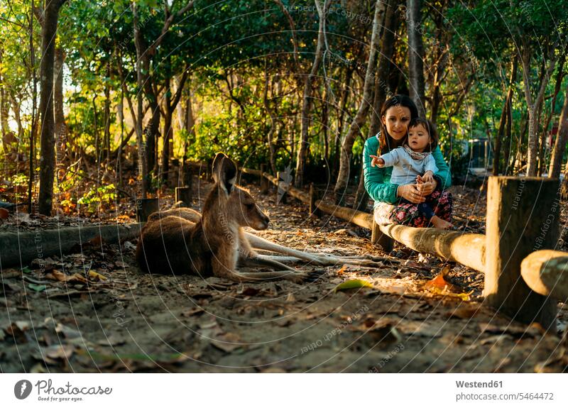 Australien, Queensland, Mackay, Cape Hillsborough National Park, Mutter und kleine Tochter beobachten Känguru Töchter betrachten betrachtend Kängurus Kaenguruh