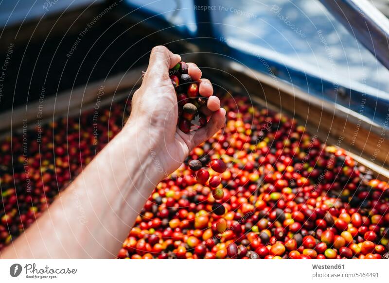 Nahaufnahme einer Männerhand, die Kaffee mit Schale nimmt Ernte ernten Hand Hände Mann männlich Kaffeebohne Kaffeebohnen reif Reife Landarbeit arbeiten Arbeit