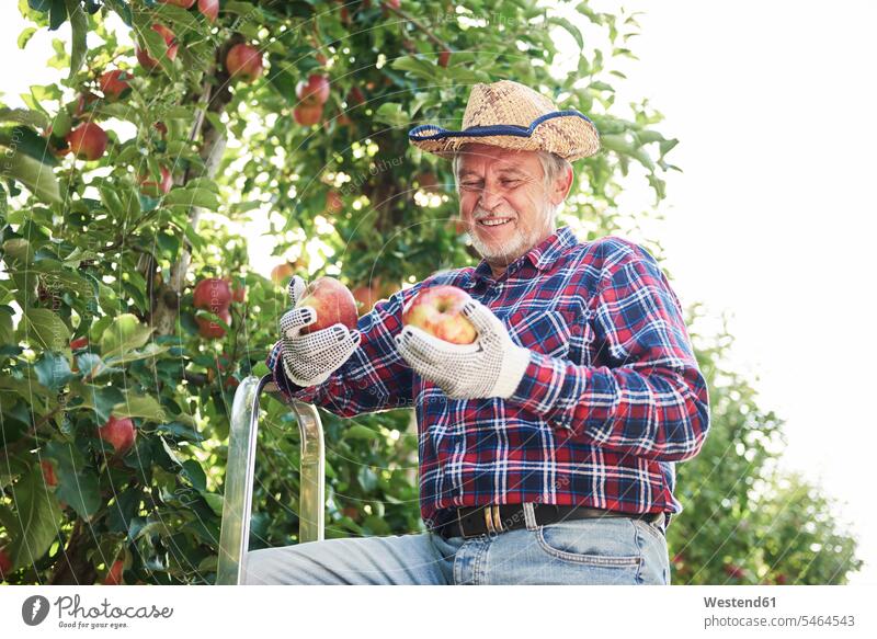 Obstbauern ernten Äpfel im Obstgarten Job Berufe Berufstätigkeit Beschäftigung Jobs Hemden Hüte zufrieden Essen Essen und Trinken Food Lebensmittel