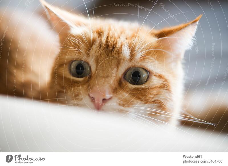 Porträt einer rothaarigen Katze, die etwas beobachtet Tiere Tierwelt Haustiere Katzen Couch Couches Liege Sofas anstarren überraschen erstaunt verblüfft
