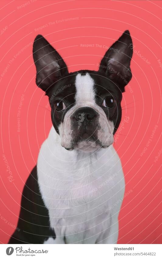 Porträt eines Boston-Terrier-Welpen vor rotem Hintergrund Tiere Tierwelt Haustiere Hunde Jungtiere Tierbabies Tierbaby Welfe Welfen sitzend sitzt frontal