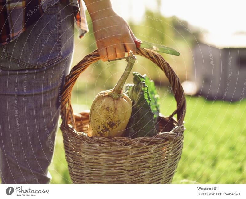 Frau trägt Korb mit geerntetem Gemüse, Teilansicht Koerbe Körbe tragen transportieren Gemuese weiblich Frauen ernten Ernte Erntezeit Landarbeit arbeiten Arbeit