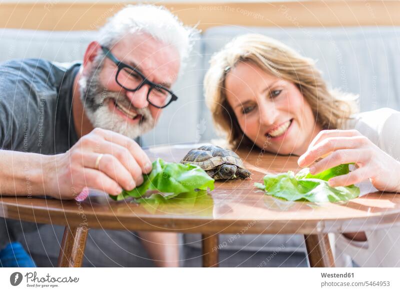 Glückliches reifes Paar, das zu Hause Schildkröten füttert Schildkroete Schildkroeten glücklich glücklich sein glücklichsein Zuhause daheim Pärchen Paare