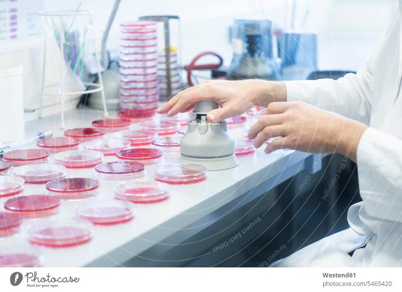 Petrischalen auf Labortisch mit Stanzmaschine Labore Arbeitsplatz Arbeitsstätte Arbeitstelle Tisch Tische Stanze arbeiten untersuchen prüfen