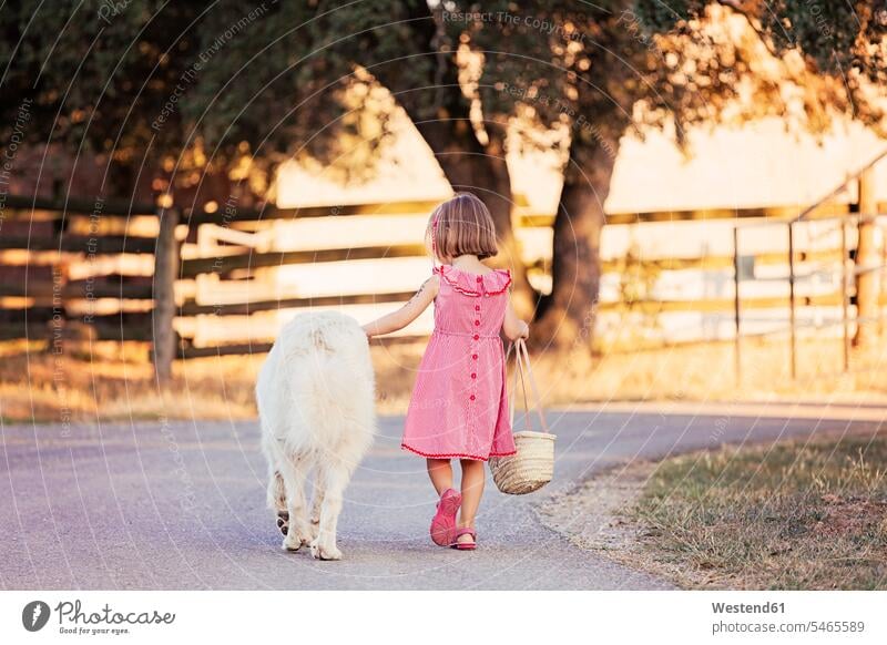 Rückenansicht eines kleinen Mädchens, das neben einem großen weißen Hund auf der Landstraße spazieren geht Tiere Tierwelt Haustiere Hunde Taschen gehend