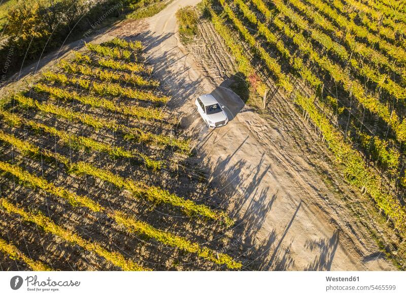 Italien, Toskana, Siena, Autofahrt auf Feldweg durch einen Weinberg Wagen PKWs Automobil Autos fahren fahrend fahrender fahrendes Weingaerten Weingarten
