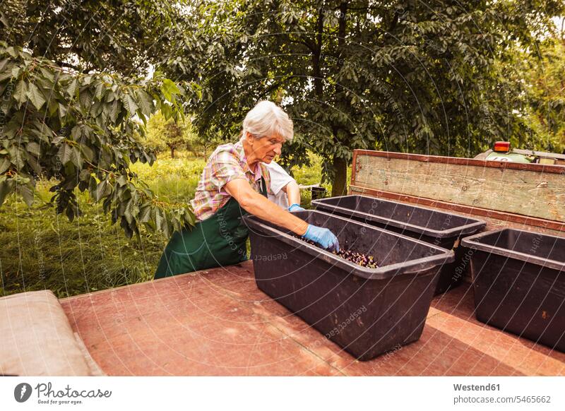 Ältere Frau sortiert geerntete Kirschen auf einem Anhänger im Obstgarten Leute Menschen People Person Personen Europäisch Kaukasier kaukasisch 1 Ein ein Mensch