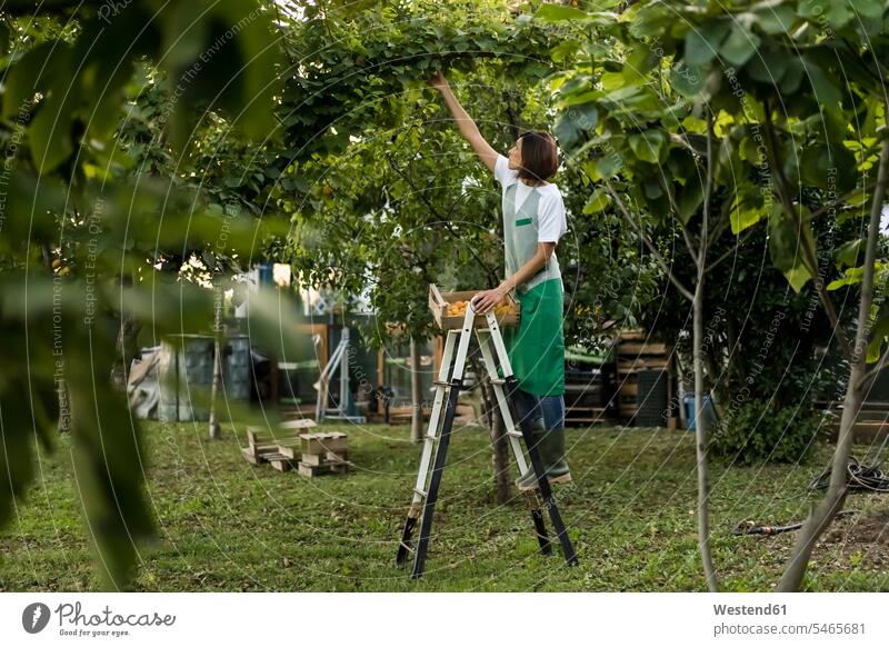 Frau steht auf Leiter und erntet Mandarinen Schuhe Leitern Arbeit ernten stehend Gartenarbeit Gartenbau Wachstum Essen Essen und Trinken Food Lebensmittel