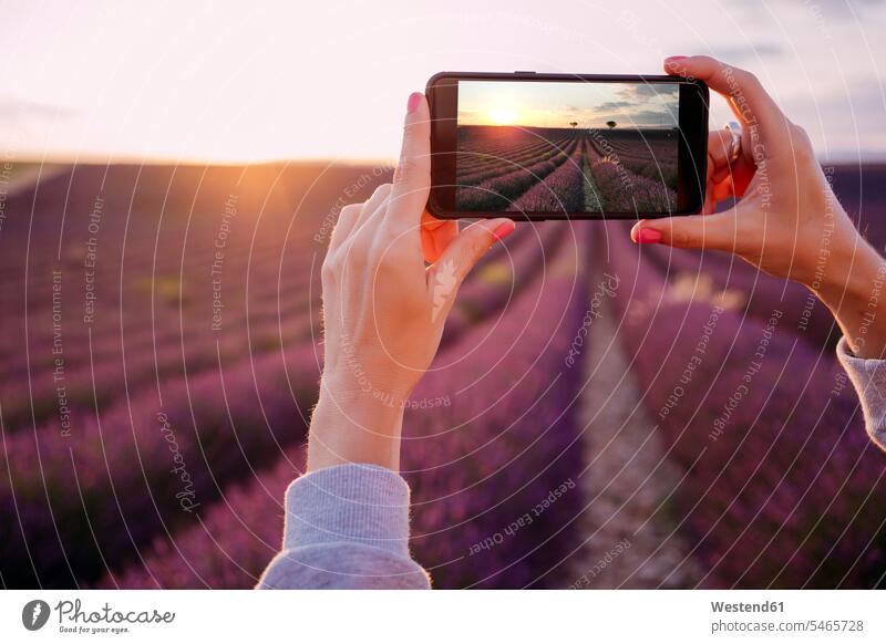 Frankreich, Valensole, Frauenhände beim Fotografieren eines Lavendelfeldes bei Sonnenuntergang fotografieren weiblich Fotos Lavendelfelder Hand Hände