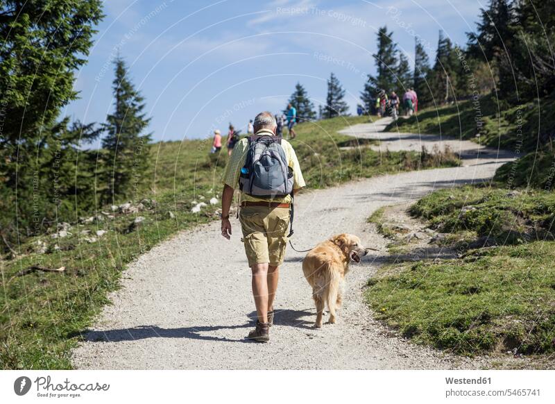 Deutschland, Bayern, Chiemgau, Kampenwand, älterer Mann beim Wandern mit Golden Retriever Europäer Kaukasier Europäisch kaukasisch aktiv Naturtourismus