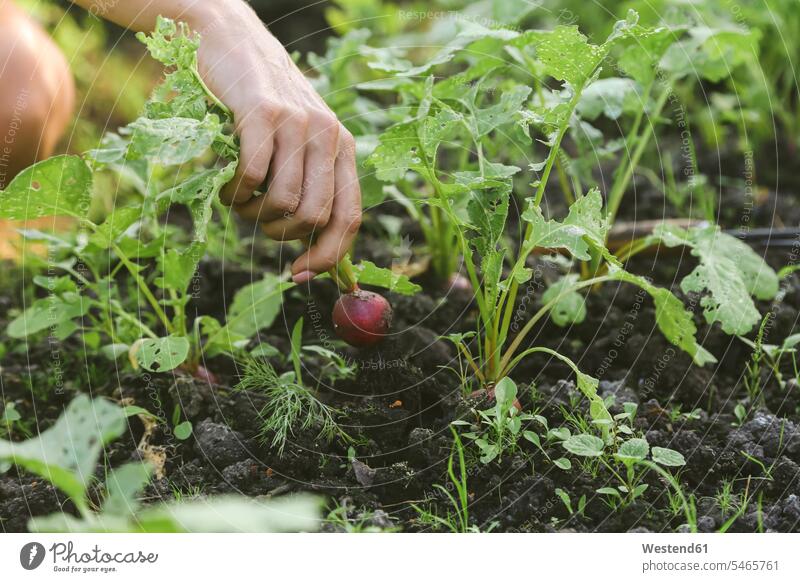 Nahaufnahme einer Frau, die roten Rettich erntet ernten Gartenarbeit Gartenbau entwickeln Entwicklungen Felder Essen Essen und Trinken Food Lebensmittel