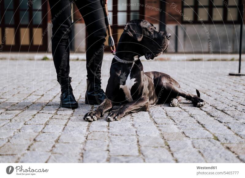 Hund liegt auf dem Bürgersteig neben seinem Besitzer und beobachtet etwas Leute Menschen People Person Personen Europäisch Kaukasier kaukasisch 1 Ein ein Mensch