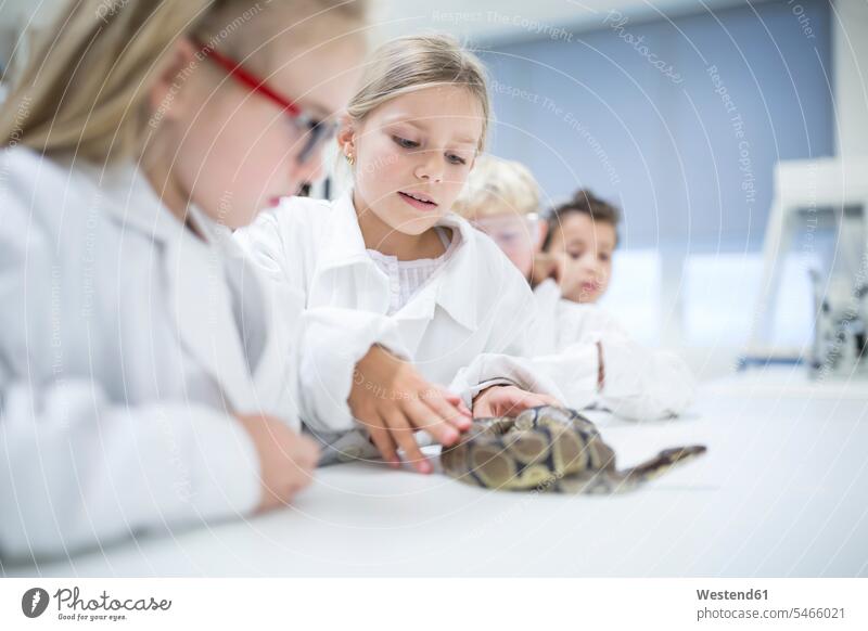 Schülerinnen und Schüler im naturwissenschaftlichen Unterricht untersuchen Schlange Serpentes Schlangen prüfen Experiment experimentieren Schule Schulen