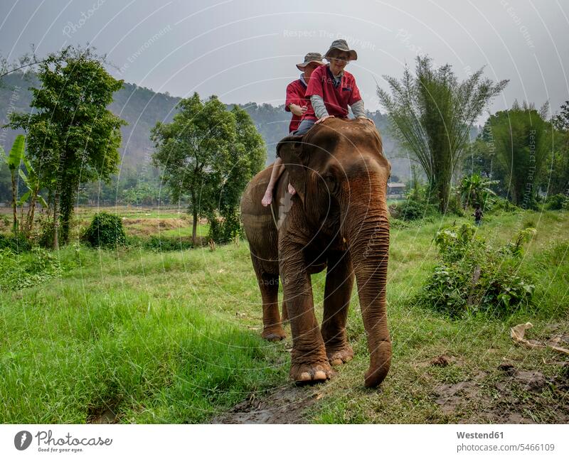 Thailand, Provinz Chiang Mai, Ran Tong Elefantenschutzgebiet, Elefantentrekking Ausflug Ausflüge Kurzurlaub Ausfluege Seniorin älter Seniorinnen alt