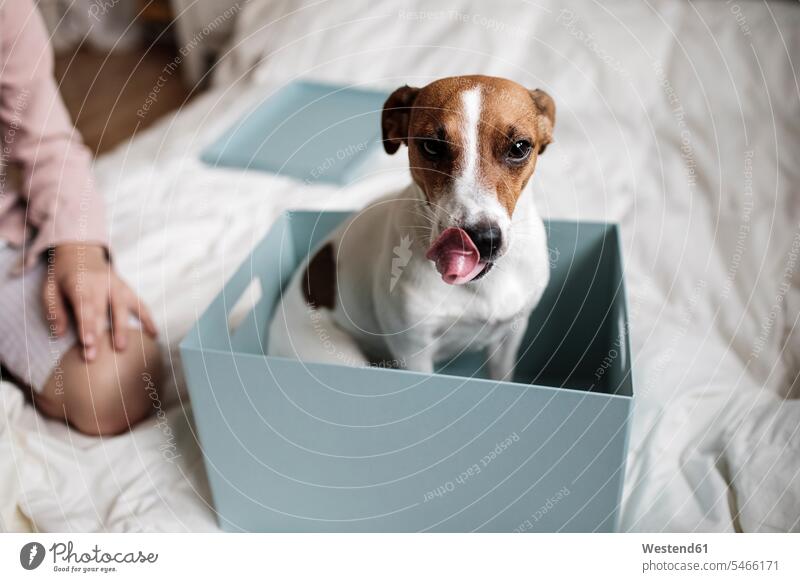 Porträt eines Jack Russel Terriers, der in einem Karton sitzt Hund Hunde ein Tier 1 Einzelnes Tier eins einzeln Jack Russels Jack Russell Terrier