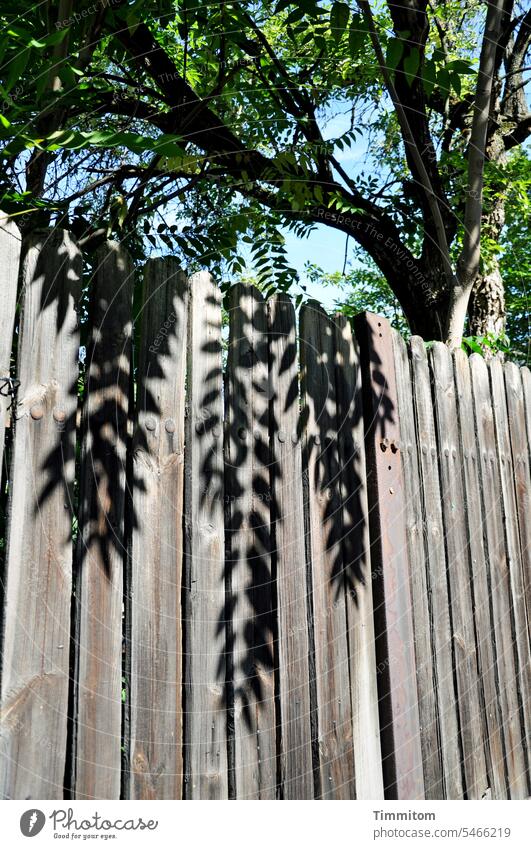 Schatten hängen übern Holzzaun Blätter Laub Baum Äste und Zweige grün Himmel blau Sonnenlicht Außenaufnahme Menschenleer Farbfoto Zaun