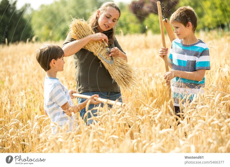 Kinder helfen bei der Weizenernte Ausbildung Pädagogen Lehrerinnen ernten stehend steht Reife erforschen Erforschung erkunden Erkundung Stütze stützen