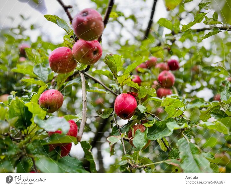 Kleine rote Äpfel hängen am Apfelbaum Garten Apfelernte Ernte Spätsommer Herbst Baum Ernährung Lebensmittel Gesundheit Frucht reif Natur