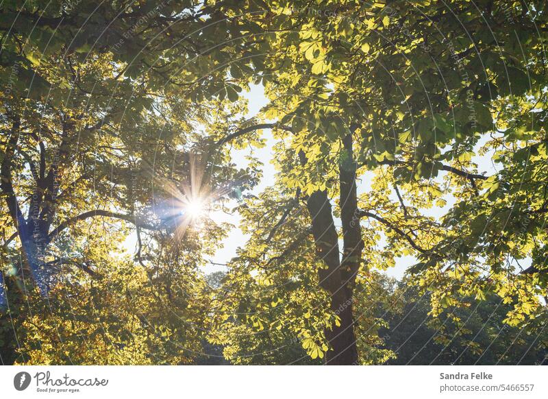 Die Sonne scheint durch Kastanienbäume an einem heissen Sommertag. Baum biergarten Biergarten Gastronomie Außenaufnahme Farbfoto Menschenleer Licht Restaurant