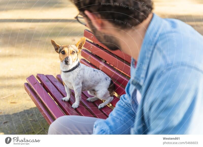 Porträt eines Hundes, der auf einer Parkbank sitzt und seinen Besitzer anschaut Single Alleinstehende Unverheirateter Singles Alleinstehender