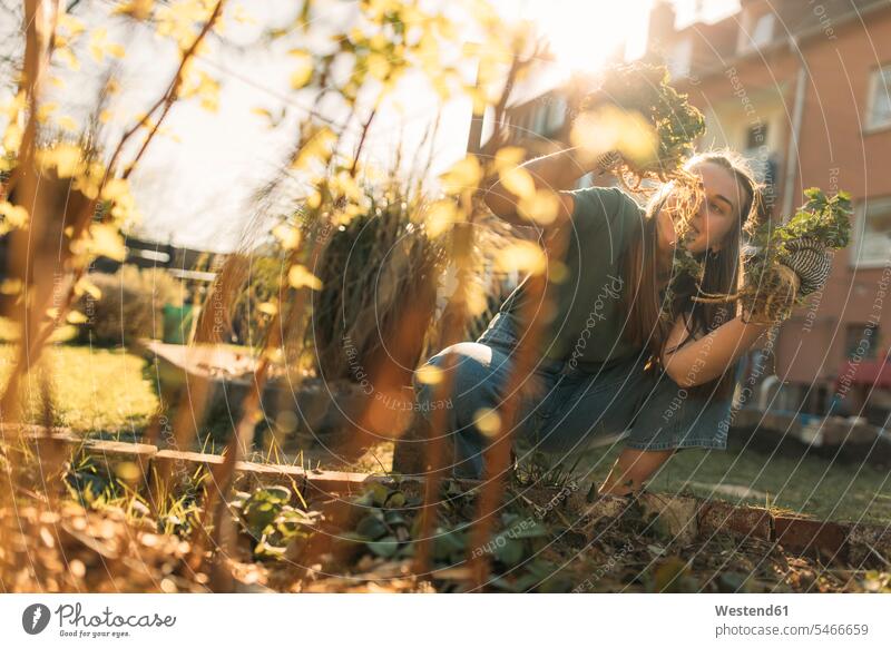 Junge Frau bei der Sellerieernte im Garten Leute Menschen People Person Personen Europäisch Kaukasier kaukasisch 1 Ein ein Mensch eine nur eine Person single
