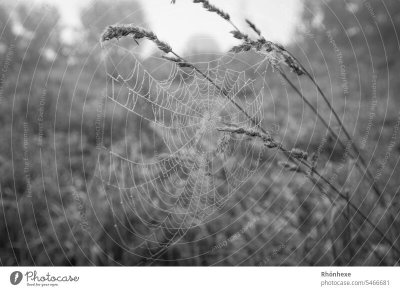 Spinnennetz am Gras Netz Wassertropfen Makroaufnahme Außenaufnahme Schwache Tiefenschärfe Natur nass Menschenleer natürlich Nahaufnahme Morgen Umwelt