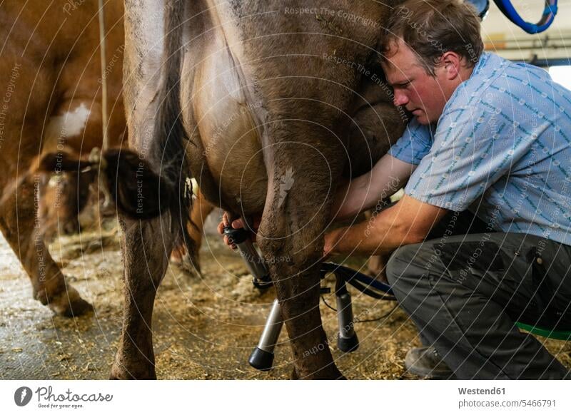 Landwirt, der eine Kuh im Stall melkt Leute Menschen People Person Personen Europäisch Kaukasier kaukasisch Nordeuropäisch 1 Ein ein Mensch nur eine Person