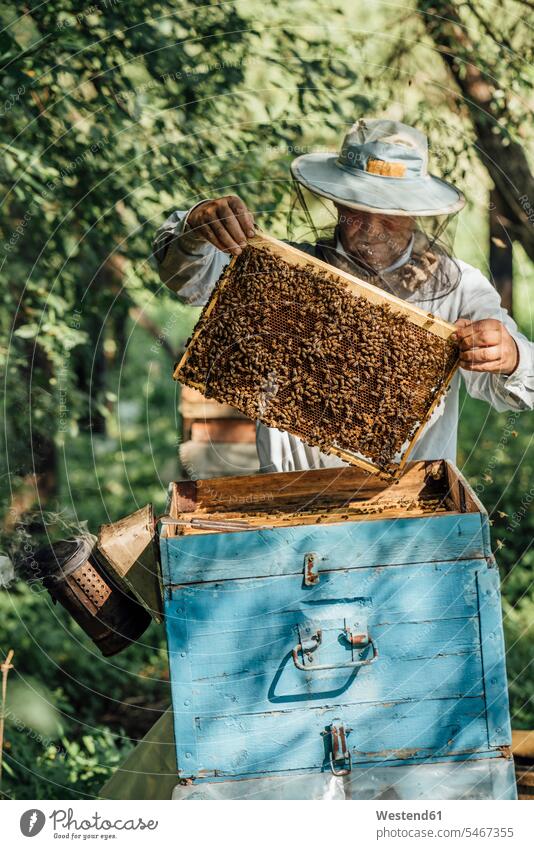 Russland, Imker kontrolliert Rahmen mit Honigbienen halten Bienenzüchter Bienenzuechter Apiformes Mann Männer männlich arbeiten Arbeit überprüfen testen checken