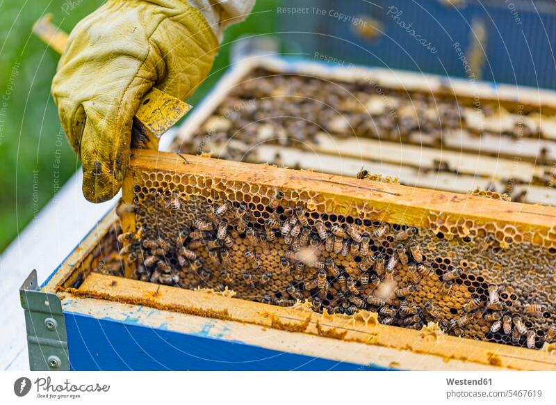 Imker kontrolliert Rahmen mit Honigbienen Job Berufe Berufstätigkeit Beschäftigung Jobs Tiere Tierwelt Insecta Insekten Kerbtier Kerbtiere Hautfluegler