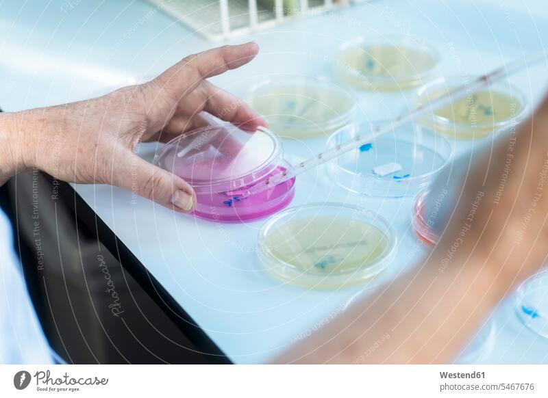 Labortechniker beim Experimentieren im Labor Labore Arbeitsplatz Arbeitsstätte Arbeitstelle Laborant Laboranten experimentieren Petrischale Petrischalen