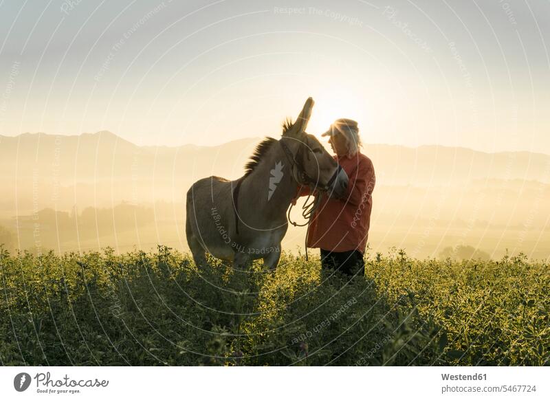 Italien, Toskana, Borgo San Lorenzo, älterer Mann steht mit Esel im Feld bei Sonnenaufgang über ländlicher Landschaft Männer männlich Senior ältere Männer