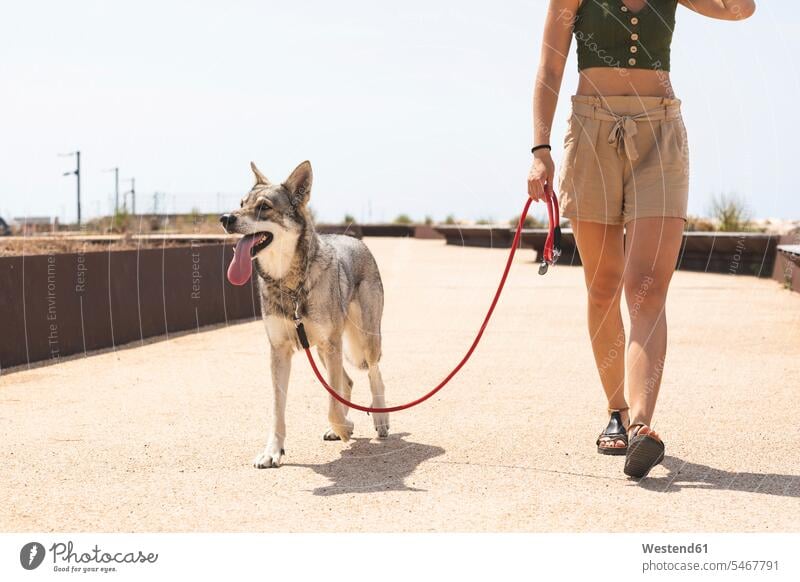 Junge Frau geht mit ihrem Hund Gassi, Teilansicht Hunde gehen gehend weiblich Frauen Haustier Haustiere Tier Tierwelt Tiere Erwachsener erwachsen Mensch