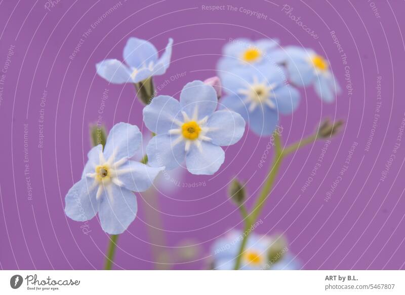 Sprache der Blumen hellblau gelb lila blume blüten vergissmeinnicht raublattgewächs Myosotis Boraginaceae garten natur erinnerung liebe nicht vergessen zart