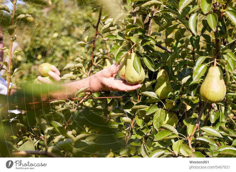 Biolandwirt erntet Williamsbirnen geschützt schützen Plantagen Obstplantagen Zweige Essen Essen und Trinken Food Lebensmittel Nahrungsmittel Früchte Birnen