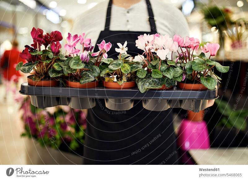Nahaufnahme eines Floristen, der ein Tablett mit Topfpflanzen in einem Blumenladen hält Ablage Ablagekasten Tabletts halten Blumengeschäft Blumengeschaeft
