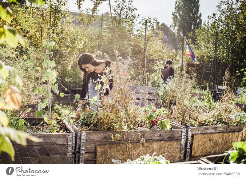 Arbeiten im städtischen Garten ernten Gartenarbeit Gartenbau entwickeln Entwicklungen außen draußen im Freien staedtisch Urbanitaet Urbanität Wachstum Flora