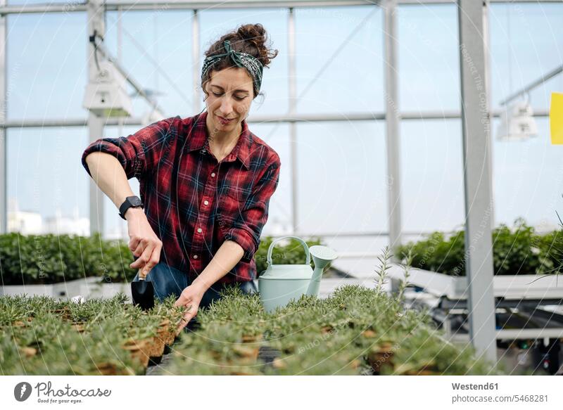 Frau arbeitet mit der Handkelle an Rosmarinpflanzen im Gewächshaus einer Gärtnerei Job Berufe Berufstätigkeit Beschäftigung Jobs Arbeit stehend steht aufgereiht