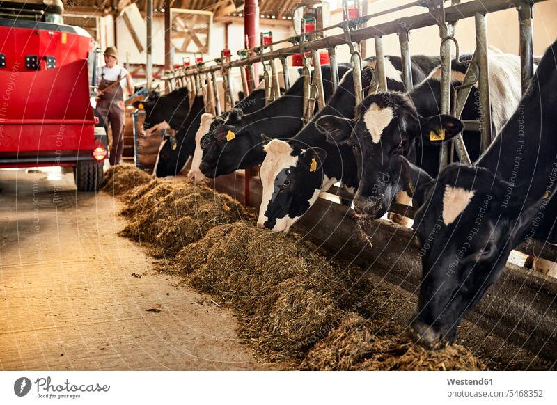 Kühe fressen Heu, während der Landwirt im Hintergrund im Stall arbeitet Farbaufnahme Farbe Farbfoto Farbphoto Innenaufnahme Innenaufnahmen innen drinnen Tag